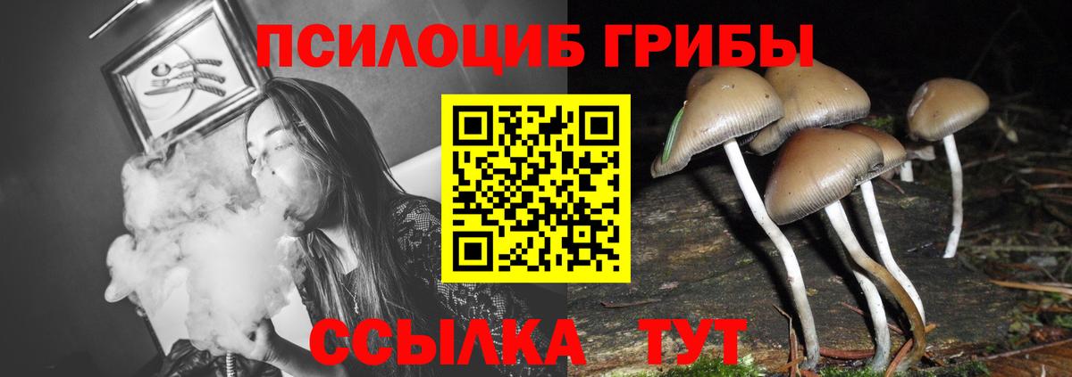 Галлюциногенные грибы Psilocybine cubensis Нерюнгри